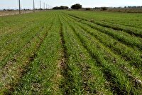 آغاز کشت گندم در اراضی کشاورزی سوادکوه شمالی