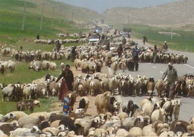 15 اردیبهشت زمان رسمی کوچ عشایر کهگیلویه وبویراحمد 15 اردیبهشت زمان رسمی کوچ عشایر کهگیلویه وبویراحمد