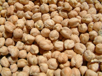 کاشت نخود در 112 هزار هکتار از اراضی لرستان