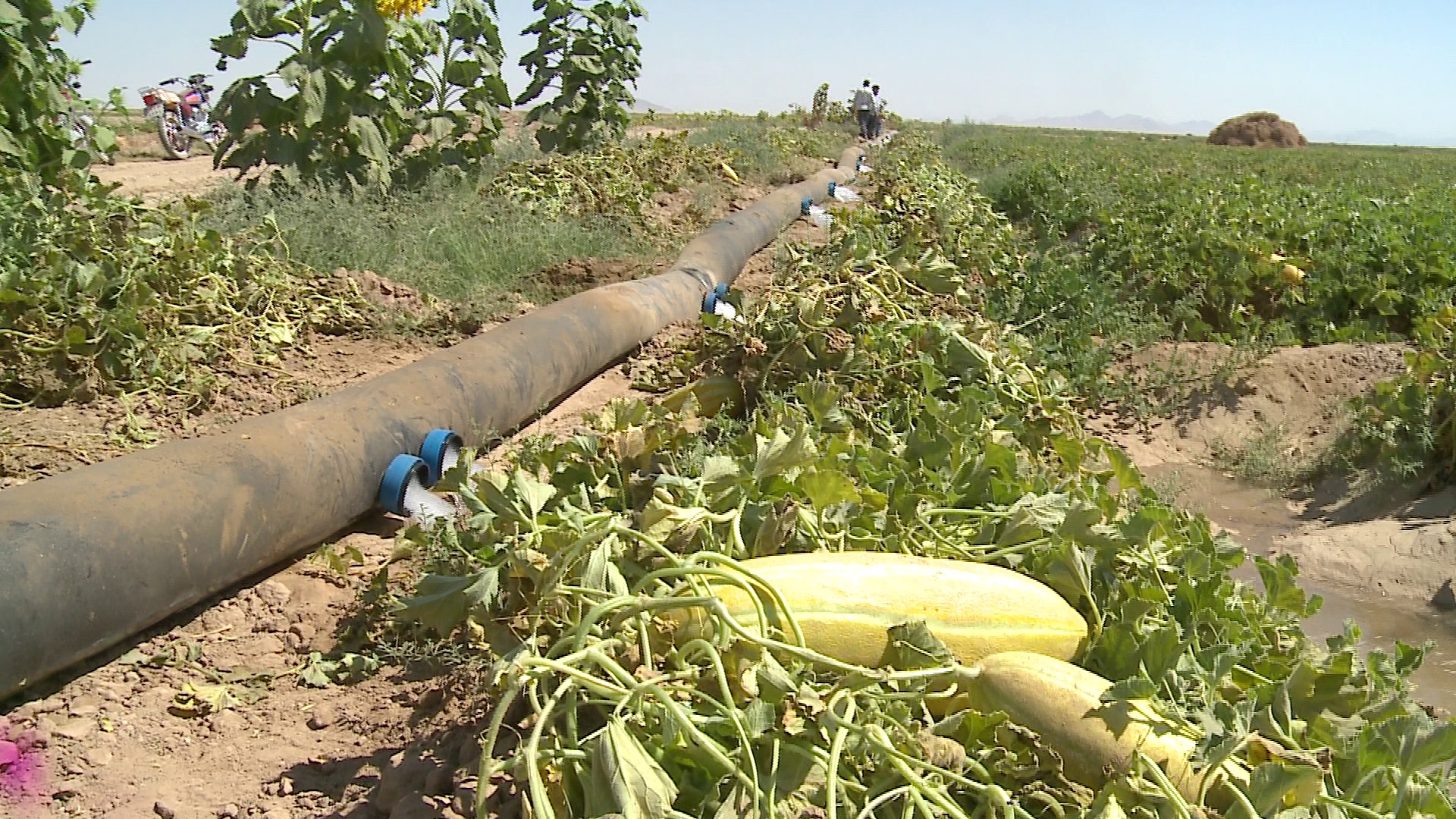 آبیاری نوین، تنها در 6 درصد اراضی کشاورزی