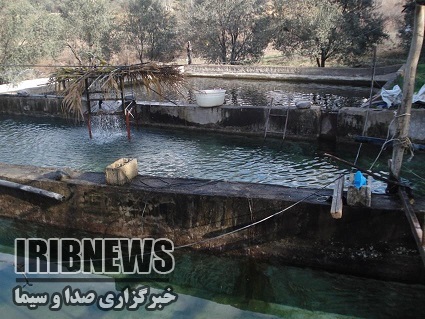 تولید سالانه 435 تن ماهیان سردآبی و گرمابی در شهرستان طارم