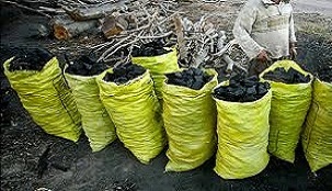 محکومیت قاچاقچیان چوب وزغال جنگلی درچهارمحال وبختیاری