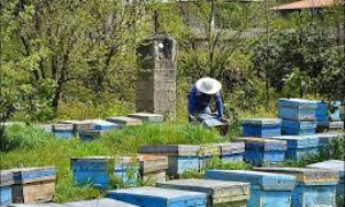 تولید بیش از 425 هزار کیلو عسل