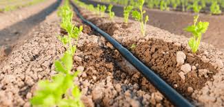 ابیاری نوین وصرفه جویی پنجاه درصدی اب