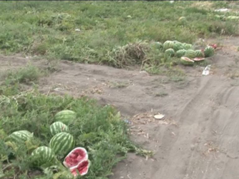 هندوانه های دلگان در معرض خراب شدن