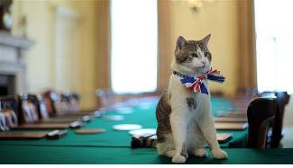 گربه ای که محبوب تر از وزیر خارجه انگلیس می شود گربه ای که محبوب تر از وزیر خارجه انگلیس می شود