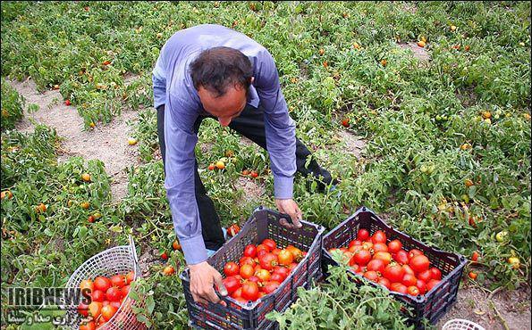 درآمد 20 میلیارد ریالی کشاورزان گیلانی با کشت بهاره