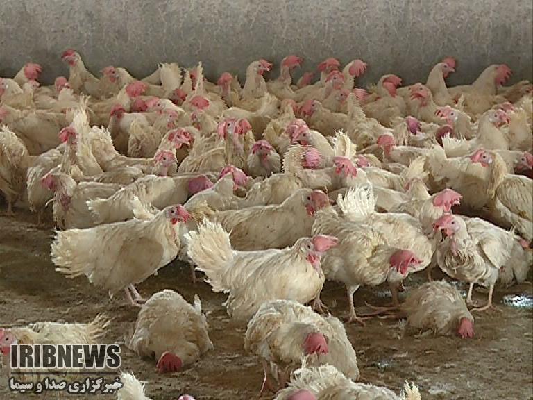 مافیای بازار مرغ زاهدان در دست 10 نفر سودجو