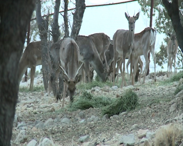 افزایش جمعیت گوزن زرد ایرانی در فارس + فیلم افزایش جمعیت گوزن زرد ایرانی در فارس + فیلم