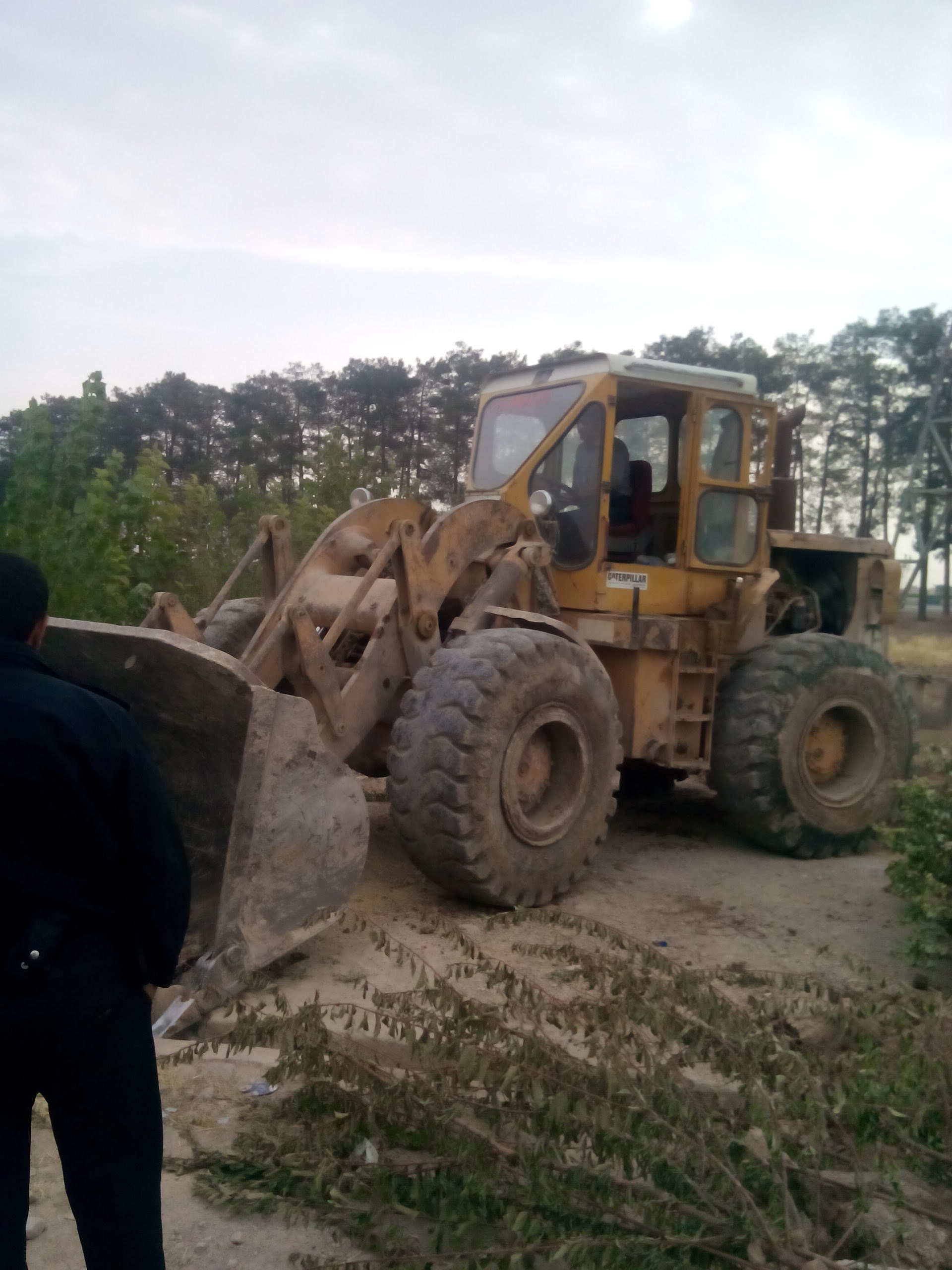 اجرای حکم قضایی درختکاری غیرمجاز در حریم مجموعه جهانی تخت جمشید