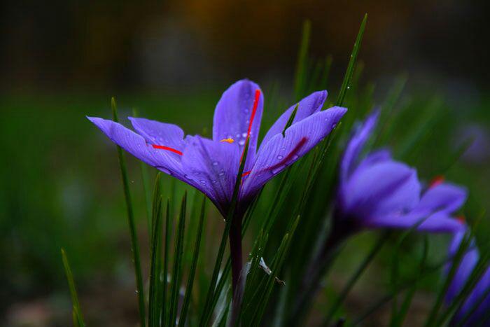 برداشت طلای سرخ ،افزایش اشتغالزایی در شهرستان فیروزه