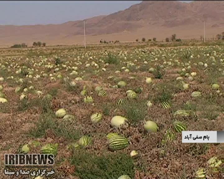 پیش بینی برداشت 5هزار و 600 تُن هندوانه بذری