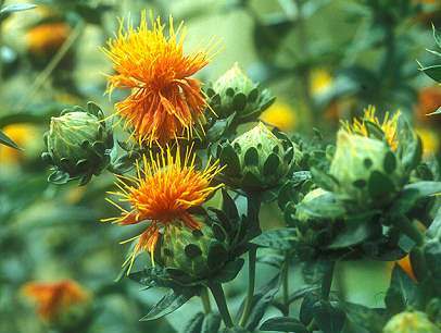 افزايش قابل توجه سطح زير کشت دانه  روغني گلرنگ