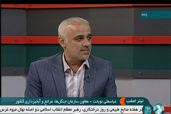 توقف قطعی برداشت چوب، فرصتی برای نفس کشیدن جنگل ها