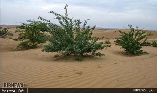 گزارش مکتوب ...سمنان پیشرو در جلوگیری از بیابان زایی گزارش مکتوب ...سمنان پیشرو در جلوگیری از بیابان زایی