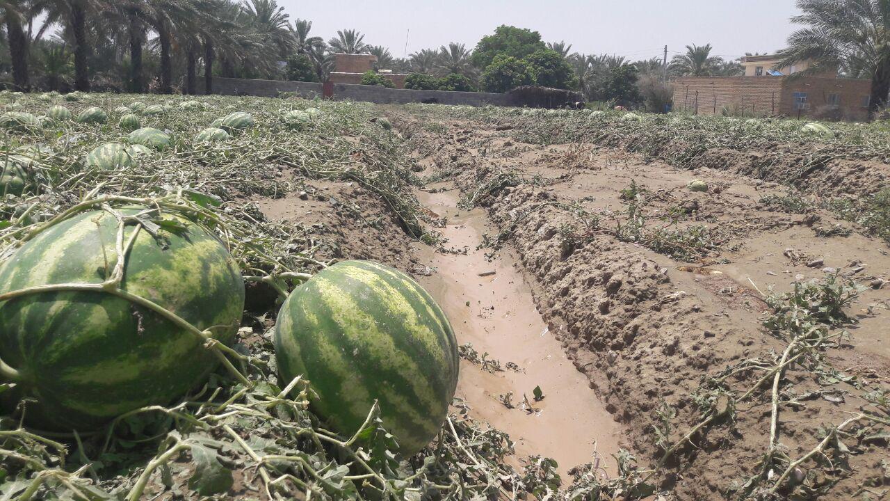 خسارت تگرگ در فاریاب خسارت تگرگ در فاریاب