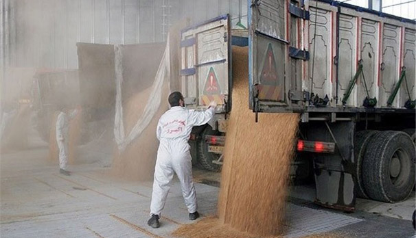 پیش بینی خرید 530 هزار تن گندم تضمینی در استان