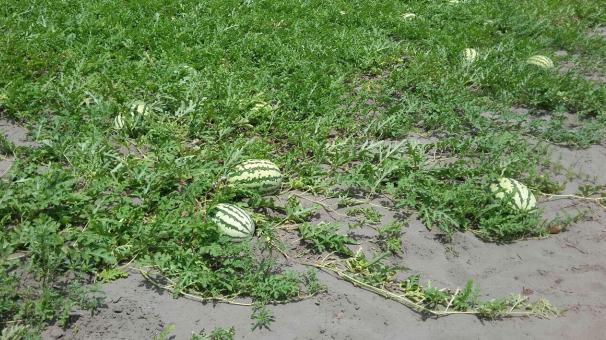 ورود هندوانه های نوبرانه چاف لنگرود به بازار ورود هندوانه های نوبرانه چاف لنگرود به بازار