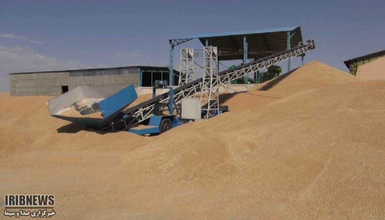 پیش بینی خرید 600هزار تن گندم در قروه پیش بینی خرید 600هزار تن گندم در قروه