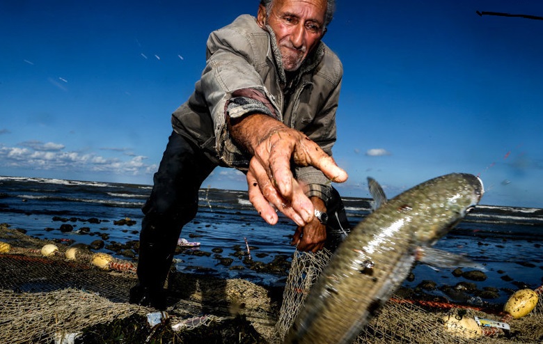 تولید بیش از یک میلیون تن آبزی در کشور