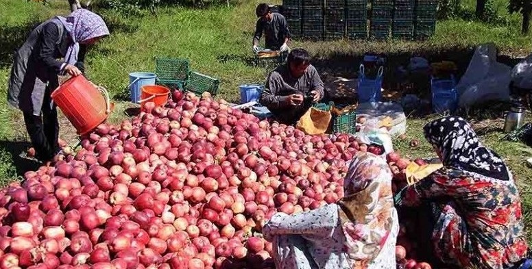 امیدواری باغداران مشگین شهری با حذف تعرفه گمرکی صادرات