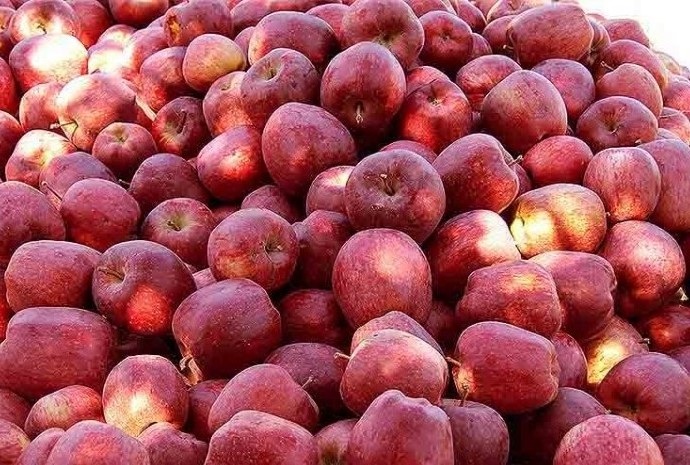 امیدواری باغداران مشگین شهری با حذف تعرفه گمرکی صادرات امیدواری باغداران مشگین شهری با حذف تعرفه گمرکی صادرات