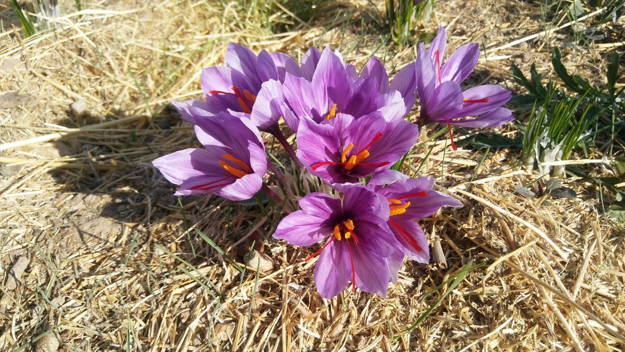 زعفران درراور