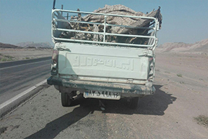 کشف نیم تن چوب قاچاق در  آران و بیدگل