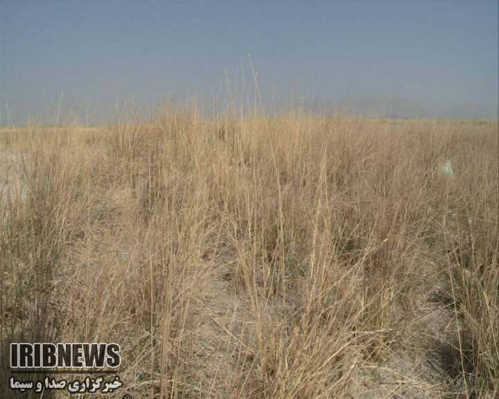 گزارش مکتوب :مرگ تدریجی دشت های بام ایران