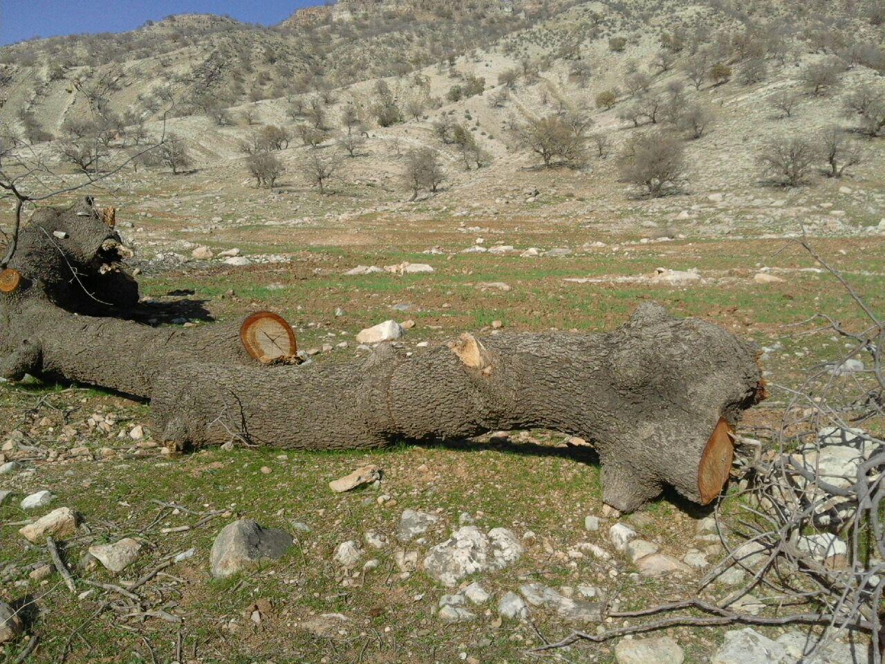 تراژدی تخریب جنگل‌های بلوط زاگرس