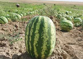 هندوانه‌های خنج در راه بازار شب یلدا