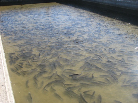 تولید بیش از هزار تن ماهی در خراسان جنوبی