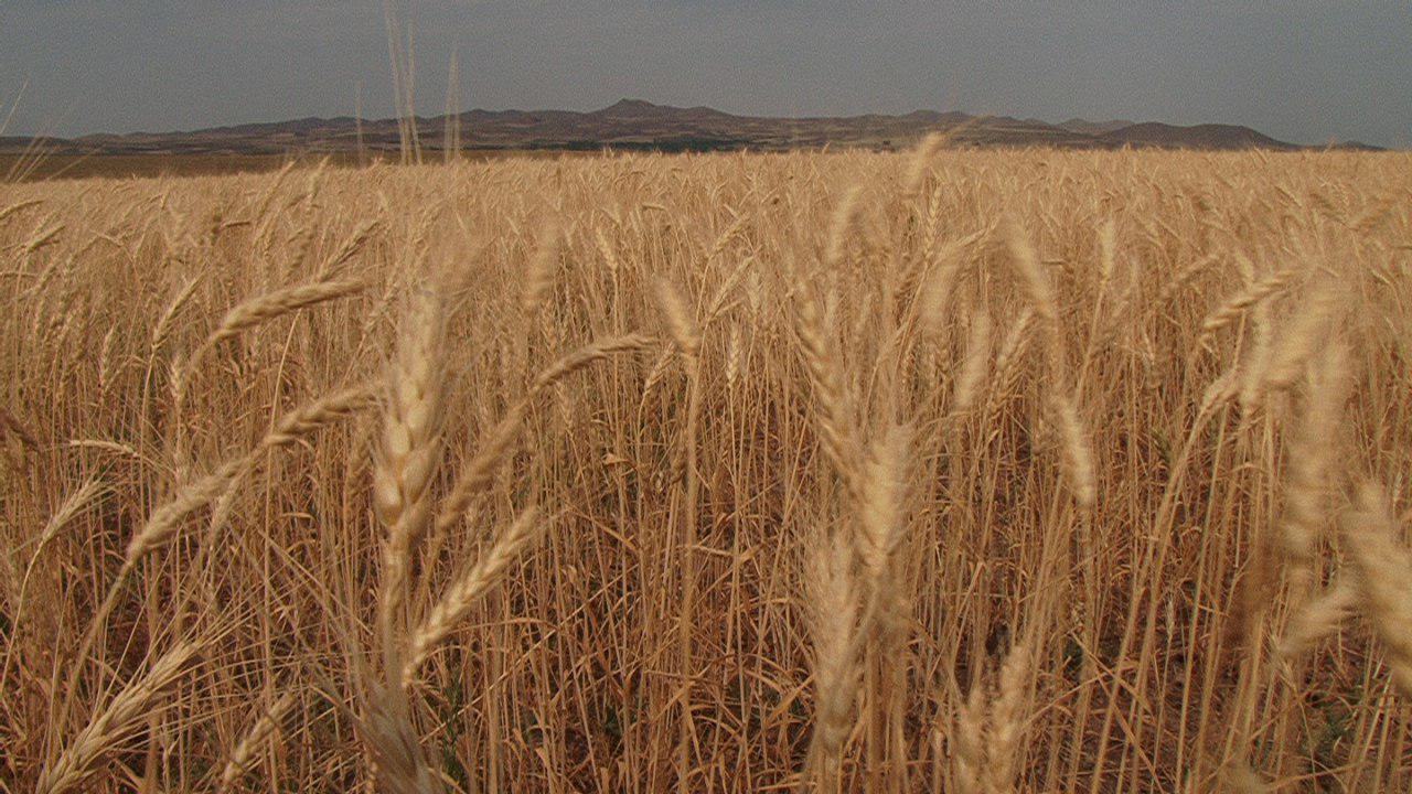 واگذاری فناوری تولید بذر‌های جدید به بخش خصوصی