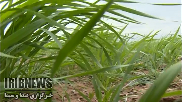 توصیه هواشناسی به کشاورزان زنجانی