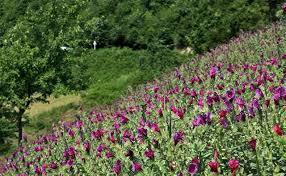 کشت گیاه دارویی گل گاوزبان در بهمن کشت گیاه دارویی گل گاوزبان در بهمن