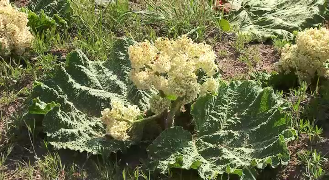 ايجاد مرکز تحقیقات گیاهان دارویی در مراغه