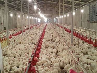 عدم صدور پروانه مرغداری در استان مرکزی