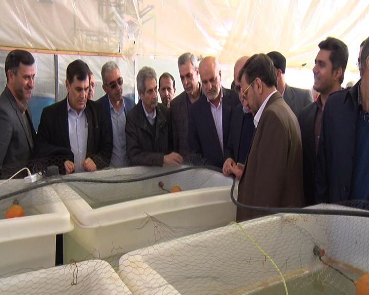 مزارع تیلاپیا ؛ رویکرد جدید شیلات