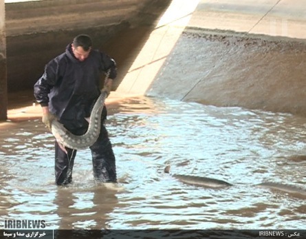 صنعت آبزی پروری گیلان 4 دهه روی دور تولید