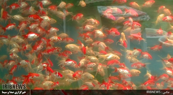 صنعت آبزی پروری گیلان 4 دهه روی دور تولید