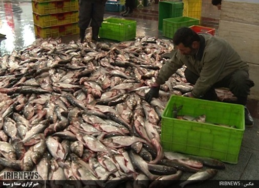 صنعت آبزی پروری گیلان 4 دهه روی دور تولید