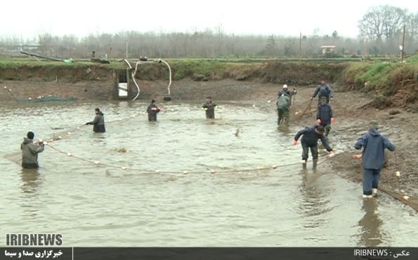 صنعت آبزی پروری گیلان 4 دهه روی دور تولید