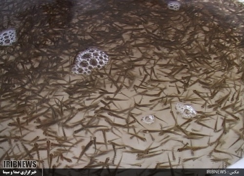 صنعت آبزی پروری گیلان 4 دهه روی دور تولید