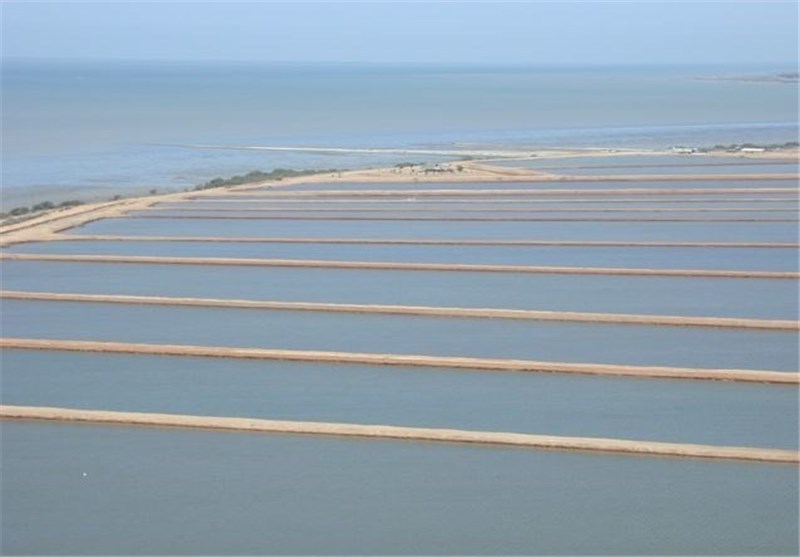 افزایش 2 هزار و 200 هکتاری اراضی پرورش میگو