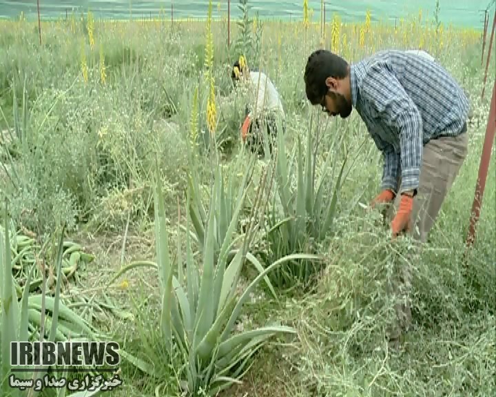 تولید گیاه آلوئه ورا در بزرگترین مزرعه خاورمیانه