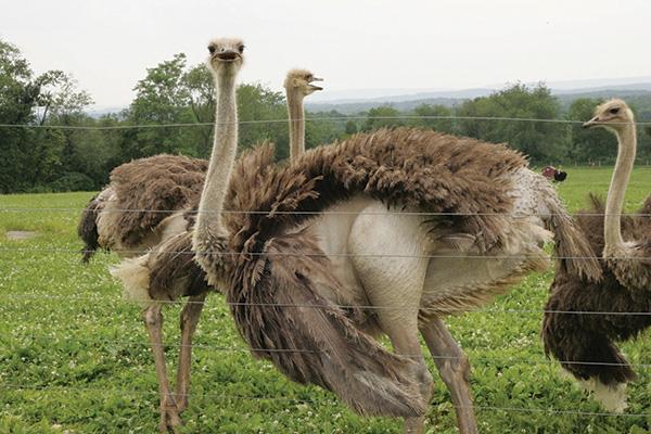 افزایش 30 درصدی پرورش شترمرغ در سبزوار