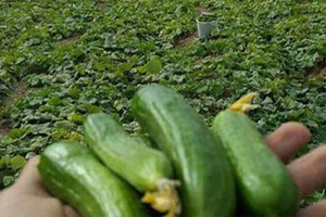 آغاز برداشت خيار در اصفهان