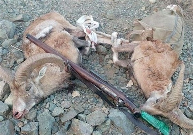 صدورتعداد معدودی پروانه شکار چهارپا در 5 استان کشور