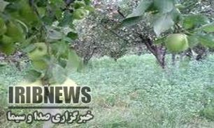 آغاز زمان مبارزه با نسل اول کرم سیب در مهاباد