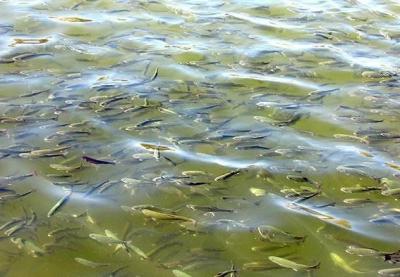 اختصاص هزار و 500 میلیارد ریال اجرای طرحهای آبزیپروری اختصاص هزار و 500 میلیارد ریال اجرای طرحهای آبزیپروری